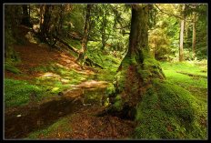 magical_forest_trek