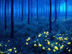 Yellow-on-Blue-Black-Forest-Germany